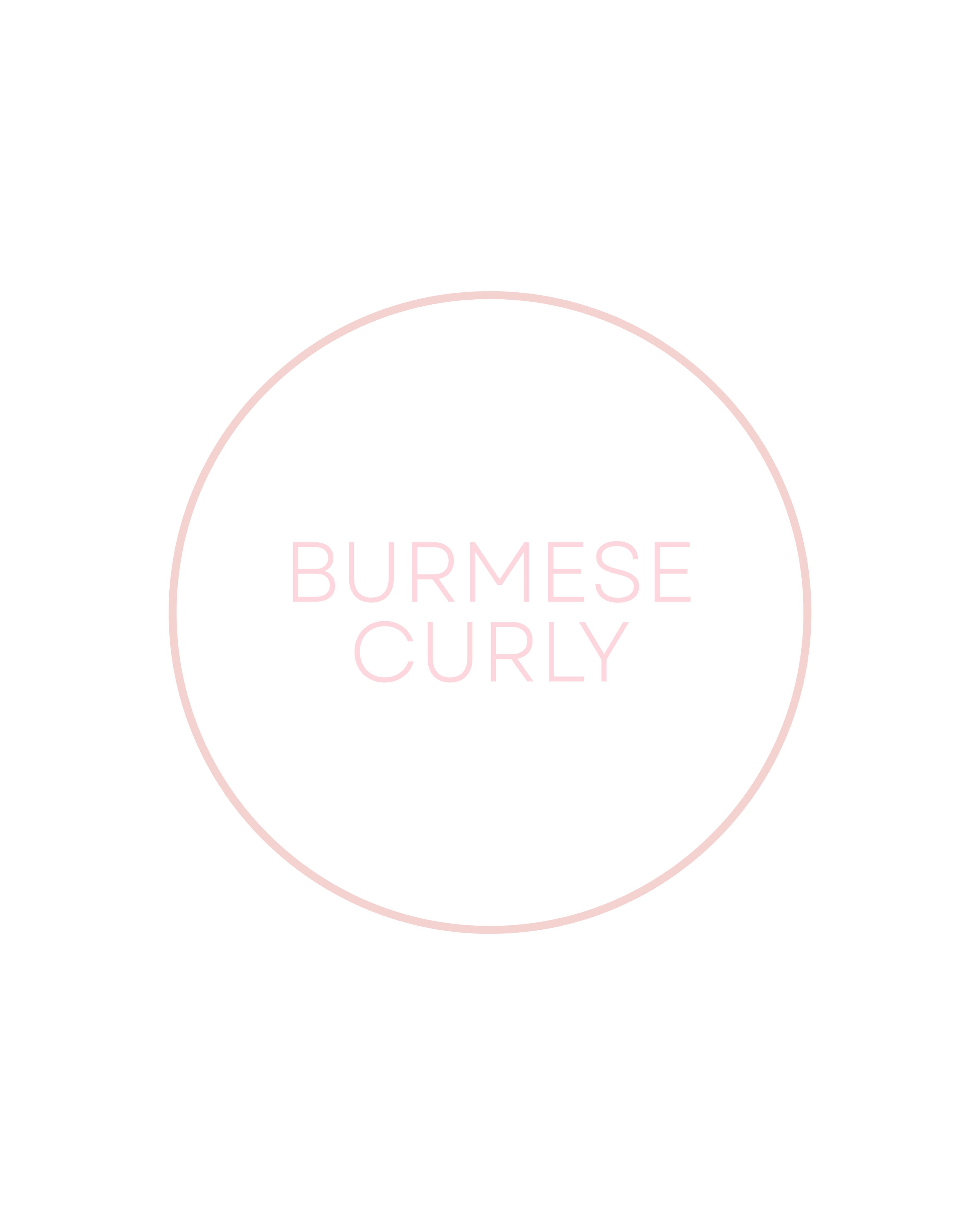 Burmese Curly